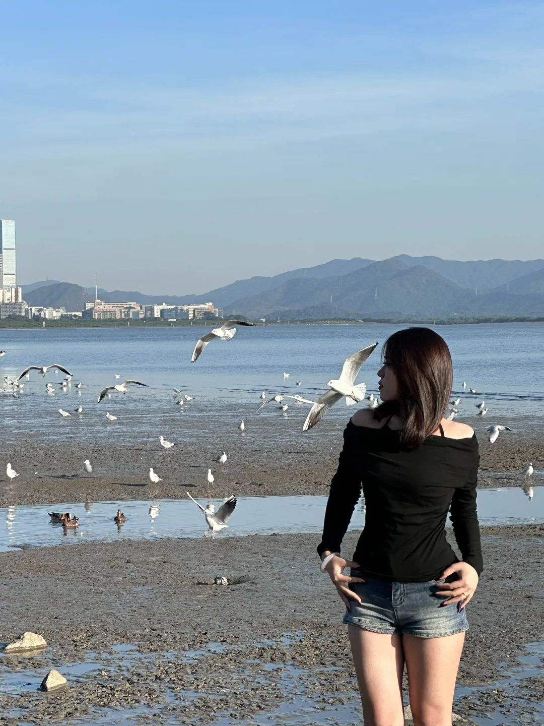 📍深圳湾公园 来看海鸥了