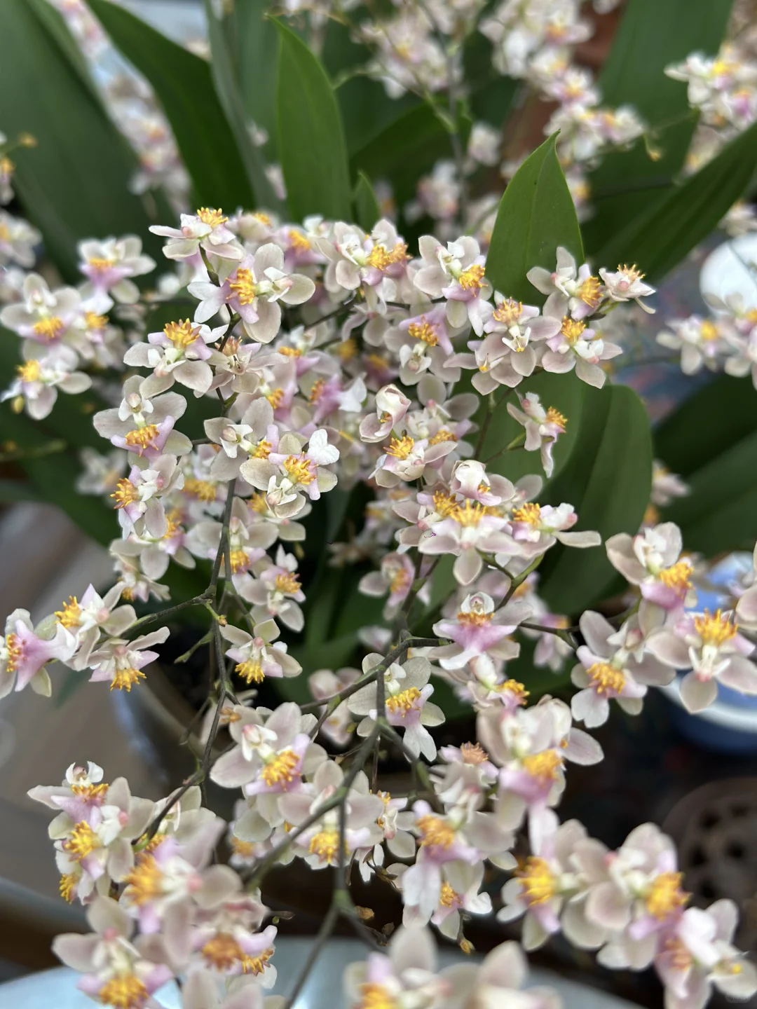 广州这家茶铺赏花喝茶还能追茶园源头