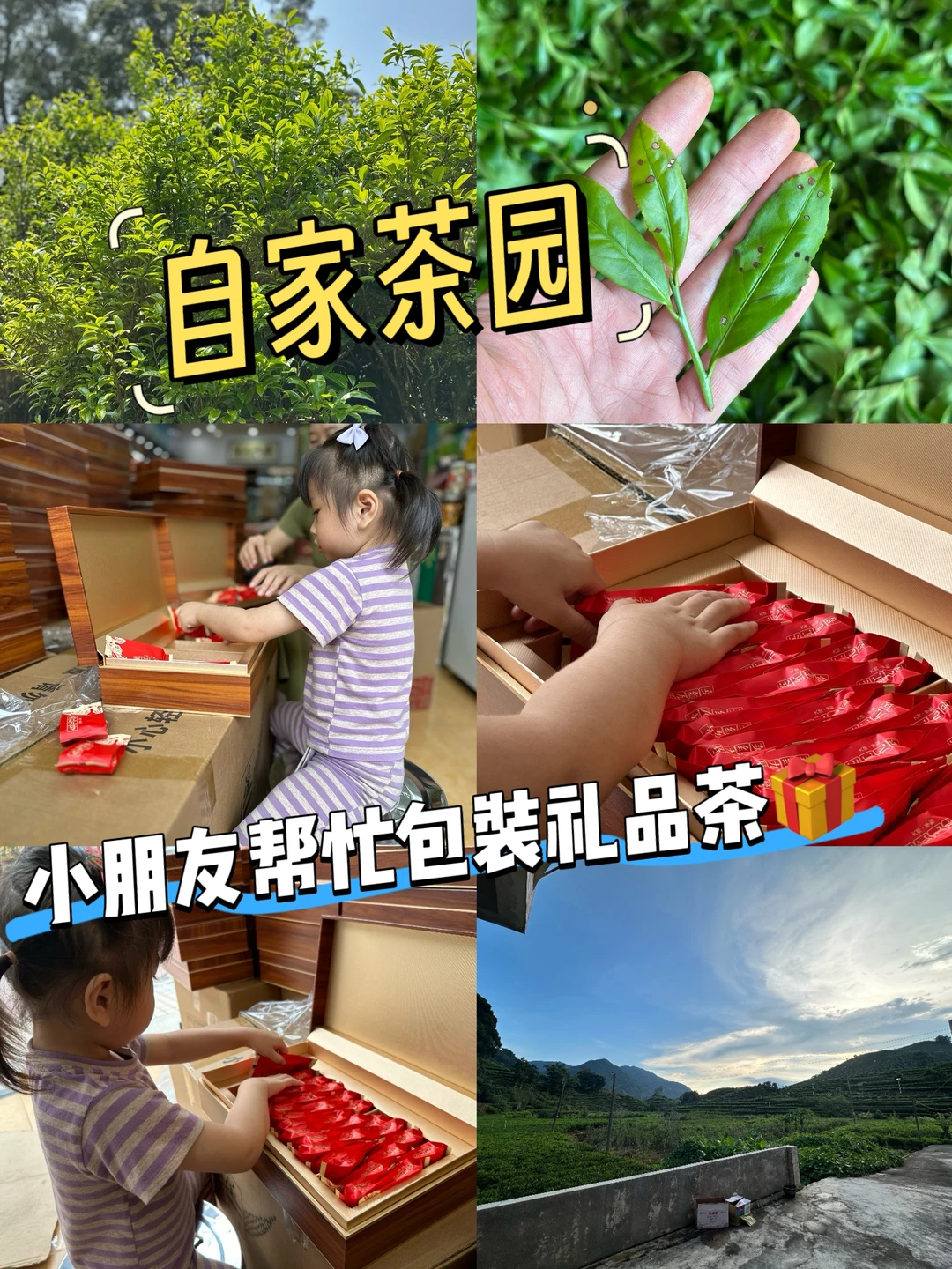 广州这家茶铺赏花喝茶还能追茶园源头