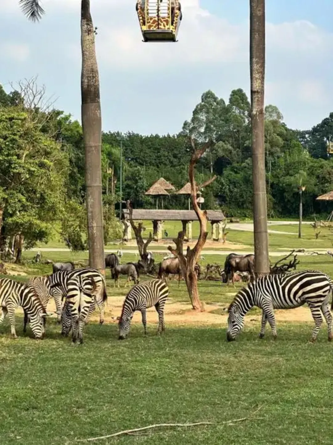 广州长隆！真的是国内动物园的天花板！