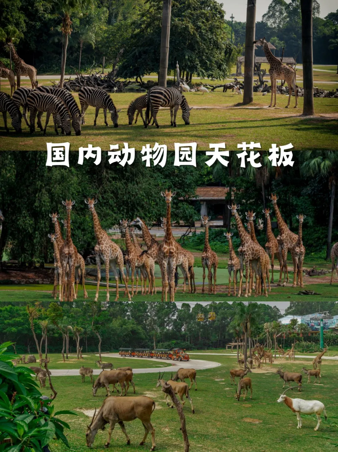 广州长隆！真的是国内动物园的天花板！