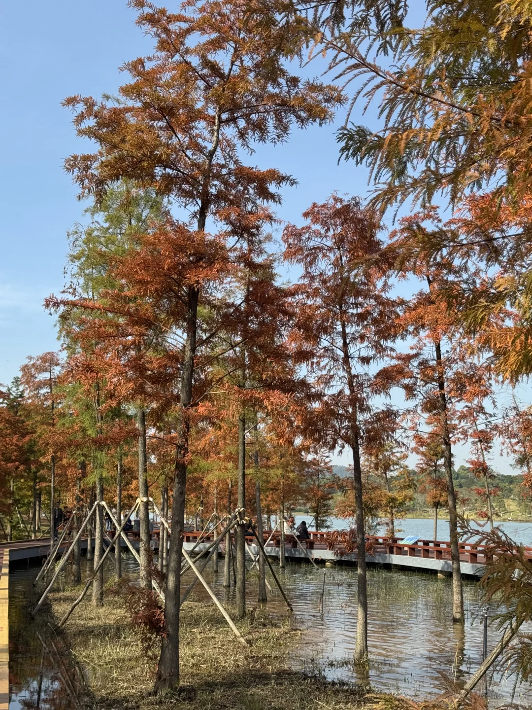 深圳实况｜新的湿地公园落羽杉已红🍁附机位