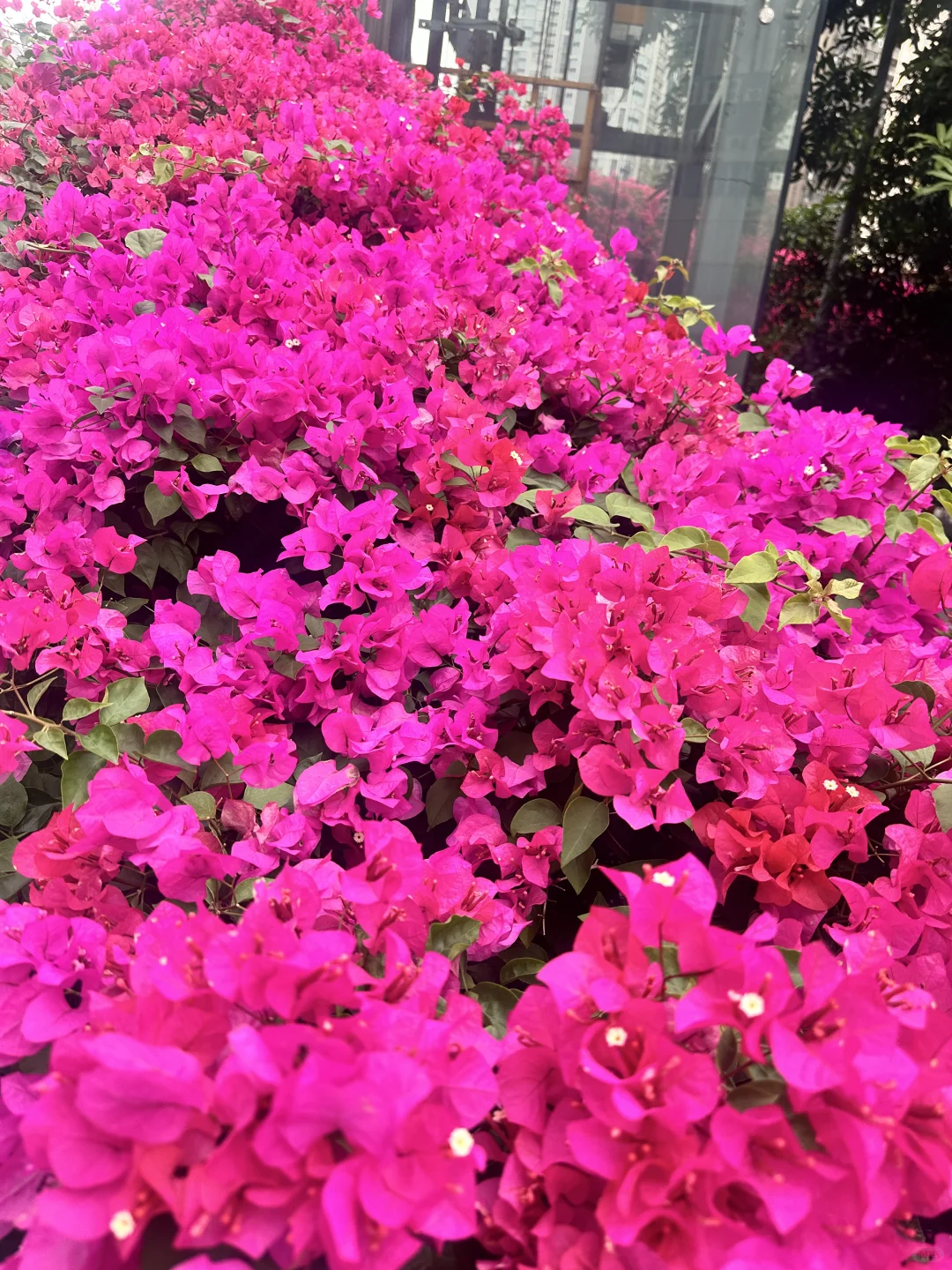 广州的春天来了😅😅