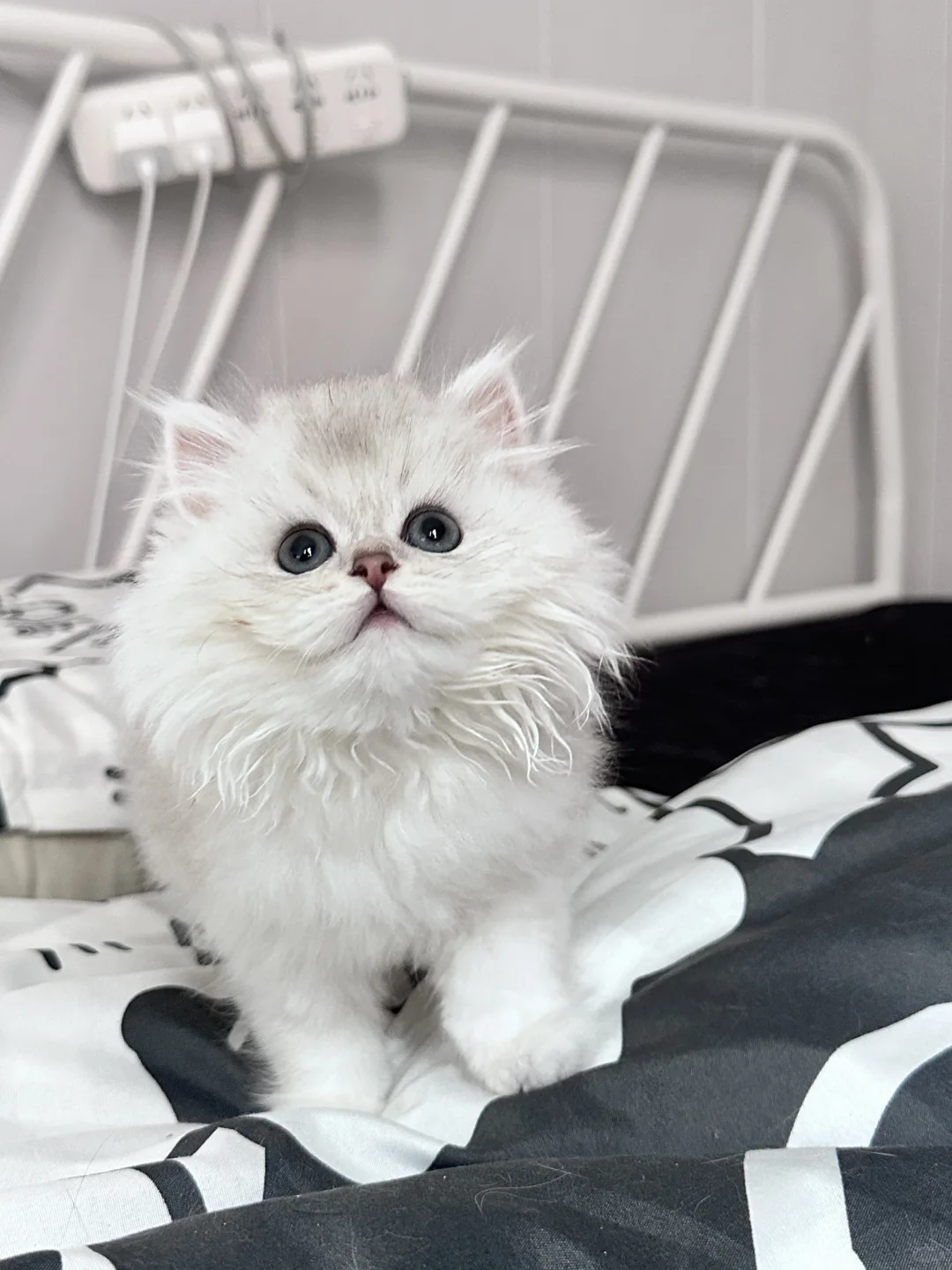 谁想养呀｜深圳自提