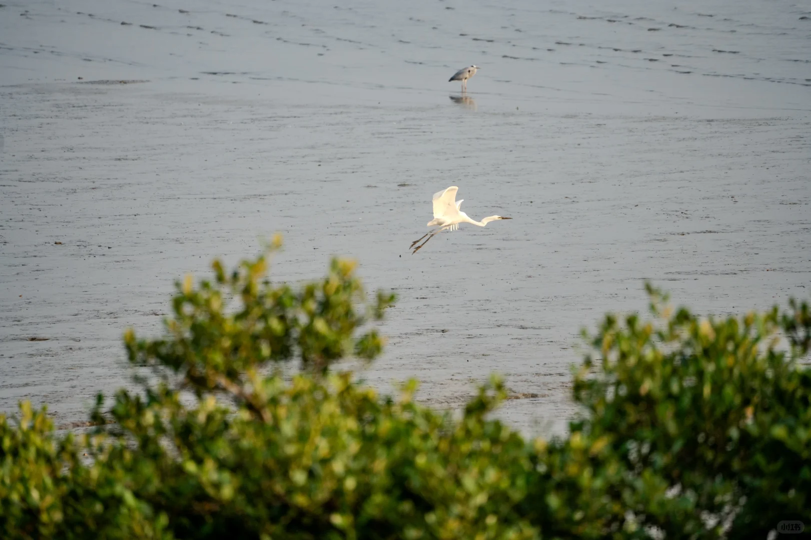 深圳湾红树林拍鸟 试一下Indigo的HDR