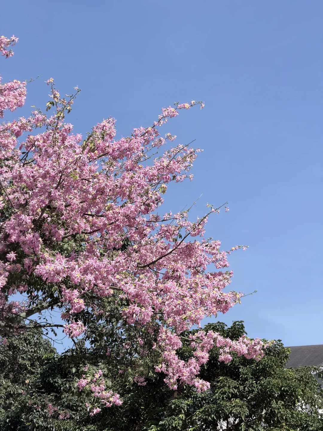 别问了！！是深圳！！不是济州岛。。