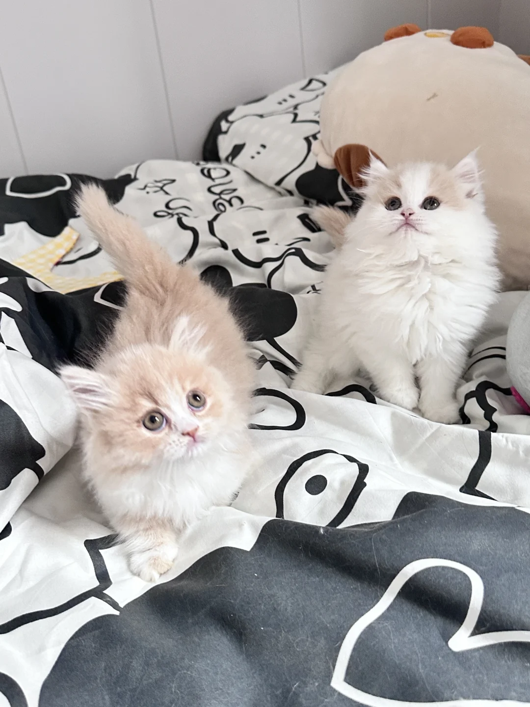 谁想养呀｜深圳自提