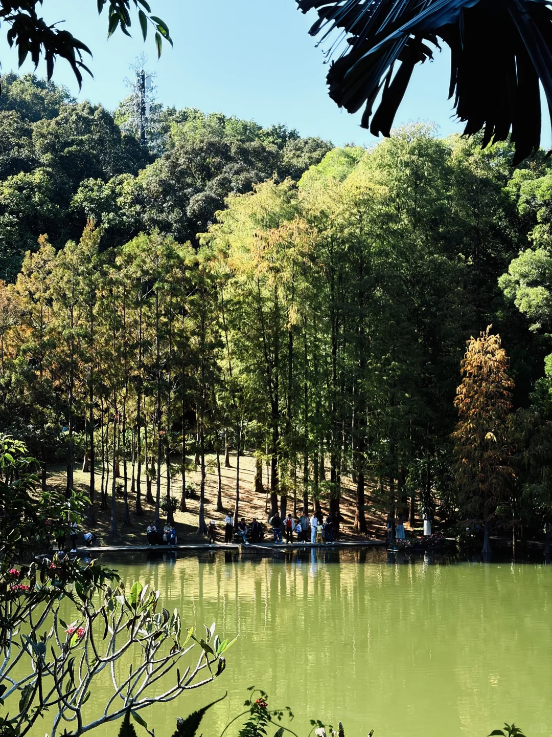 📍仙湖植物园｜有环园巴士啦🚌！附乘车攻略