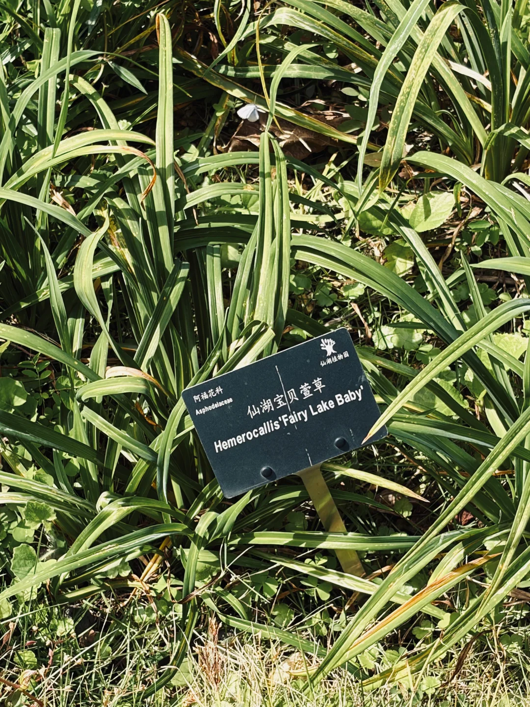 📍仙湖植物园｜有环园巴士啦🚌！附乘车攻略