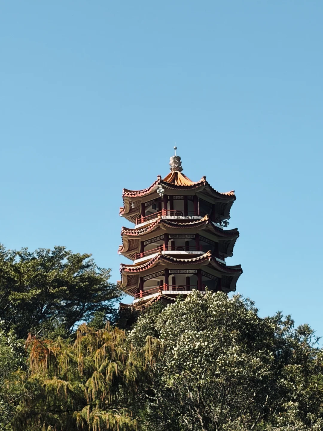 📍仙湖植物园｜有环园巴士啦🚌！附乘车攻略