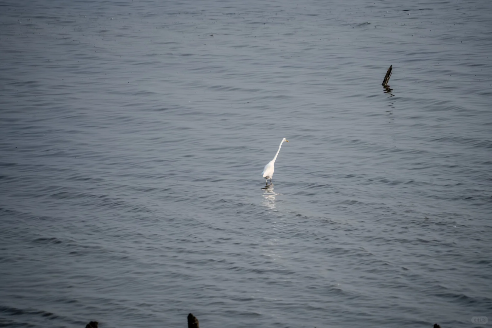 深圳湾红树林拍鸟 试一下Indigo的HDR