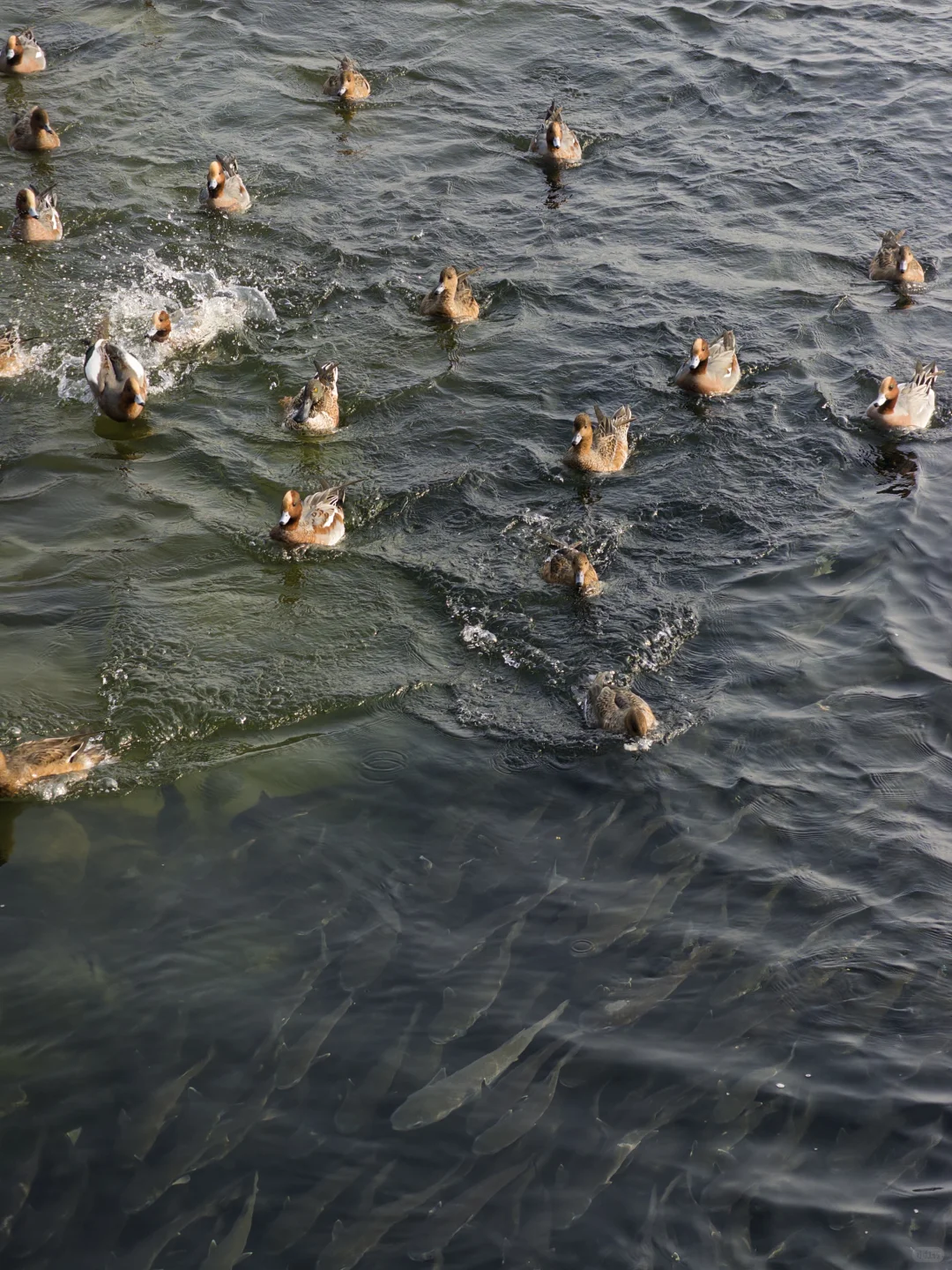 深圳湾红树林拍鸟 试一下Indigo的HDR