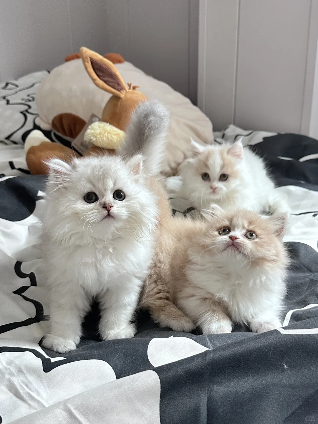 谁想养呀｜深圳自提