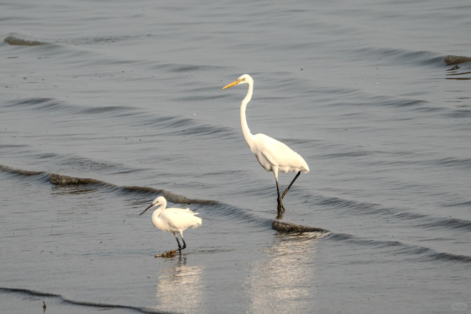 深圳湾红树林拍鸟 试一下Indigo的HDR