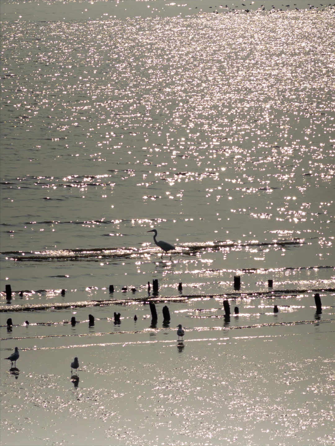 深圳湾红树林拍鸟 试一下Indigo的HDR