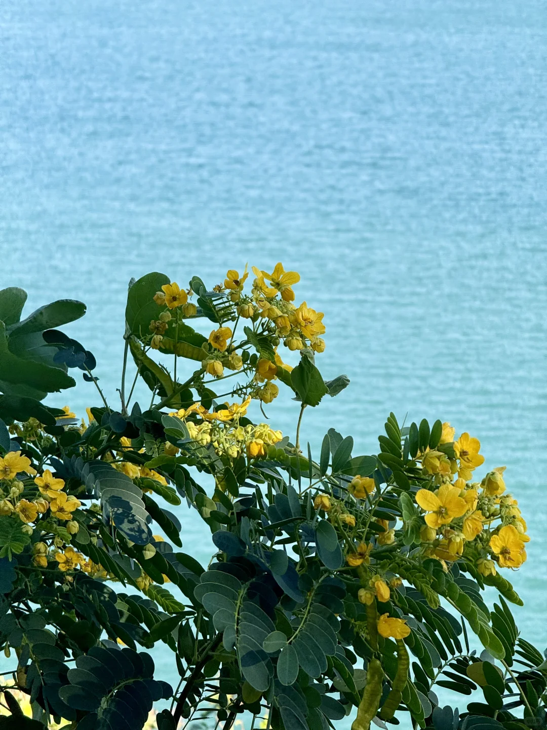 深圳大梅沙海边惬意citywalk路线🚇地铁直达