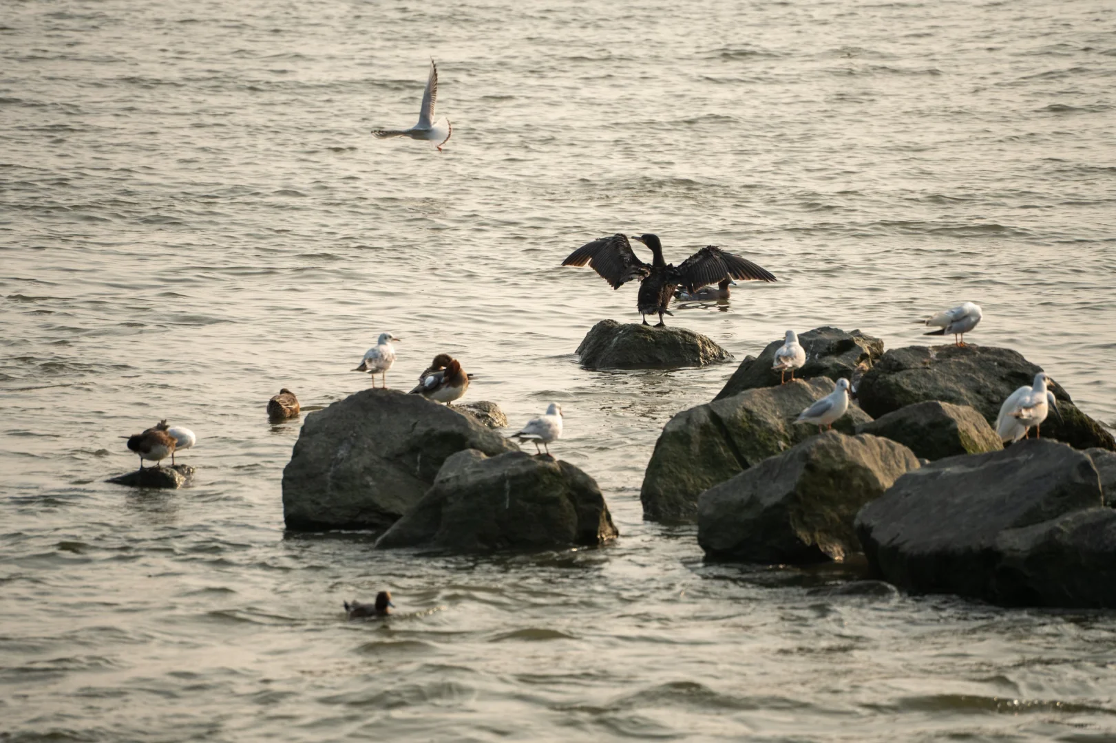 深圳湾红树林拍鸟 试一下Indigo的HDR
