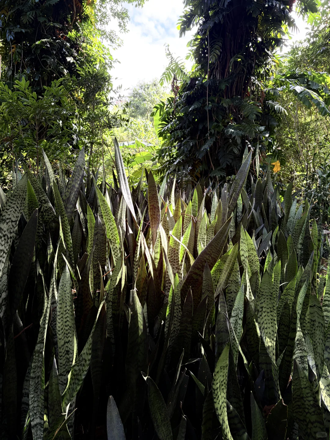 📍仙湖植物园｜有环园巴士啦🚌！附乘车攻略
