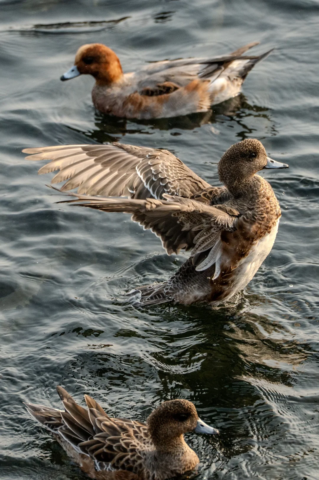 深圳湾红树林拍鸟 试一下Indigo的HDR