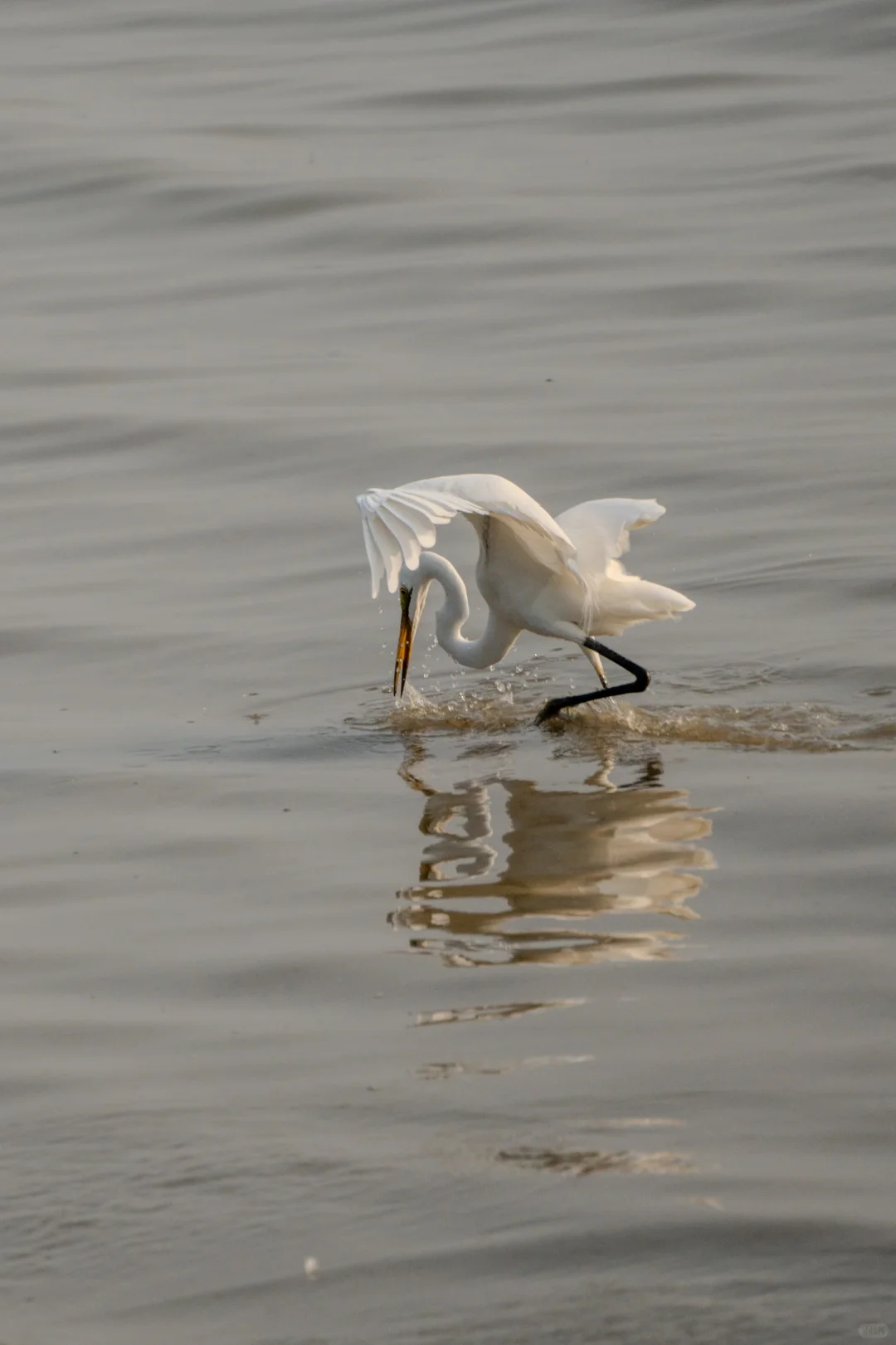深圳湾红树林拍鸟 试一下Indigo的HDR