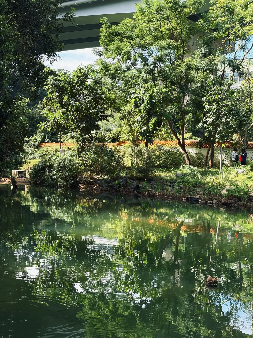 📍仙湖植物园｜有环园巴士啦🚌！附乘车攻略