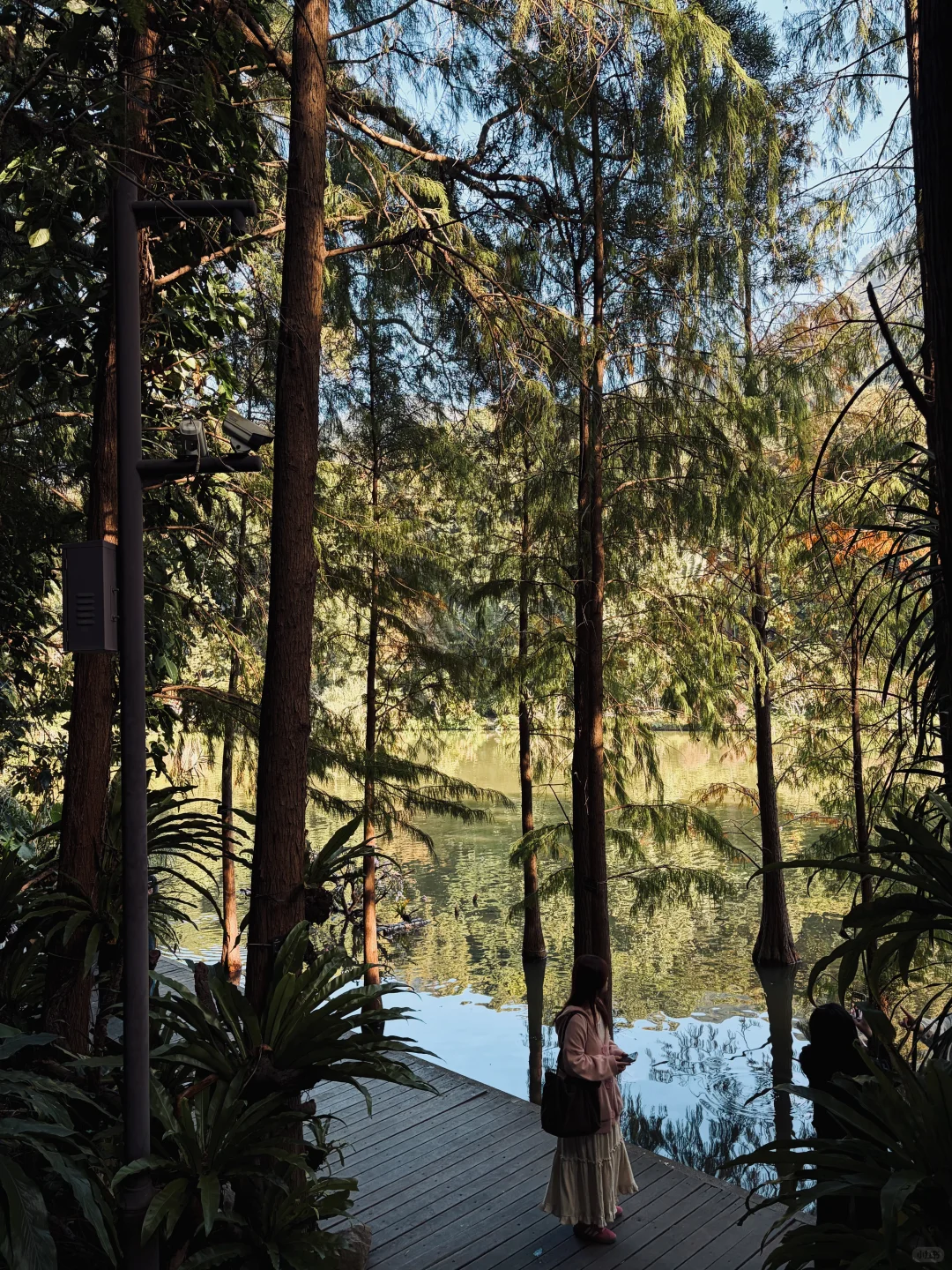 📍仙湖植物园｜有环园巴士啦🚌！附乘车攻略