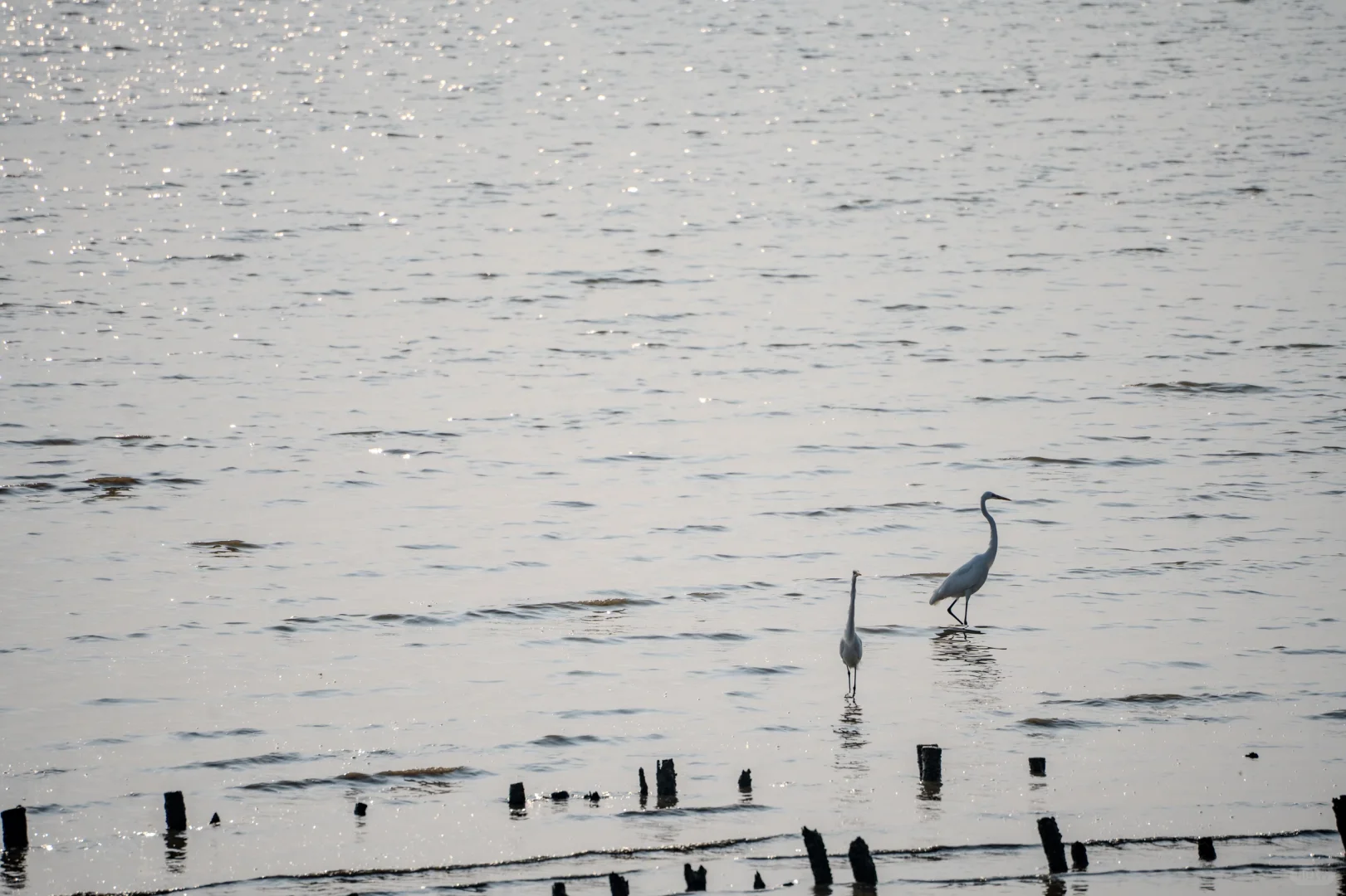 深圳湾红树林拍鸟 试一下Indigo的HDR
