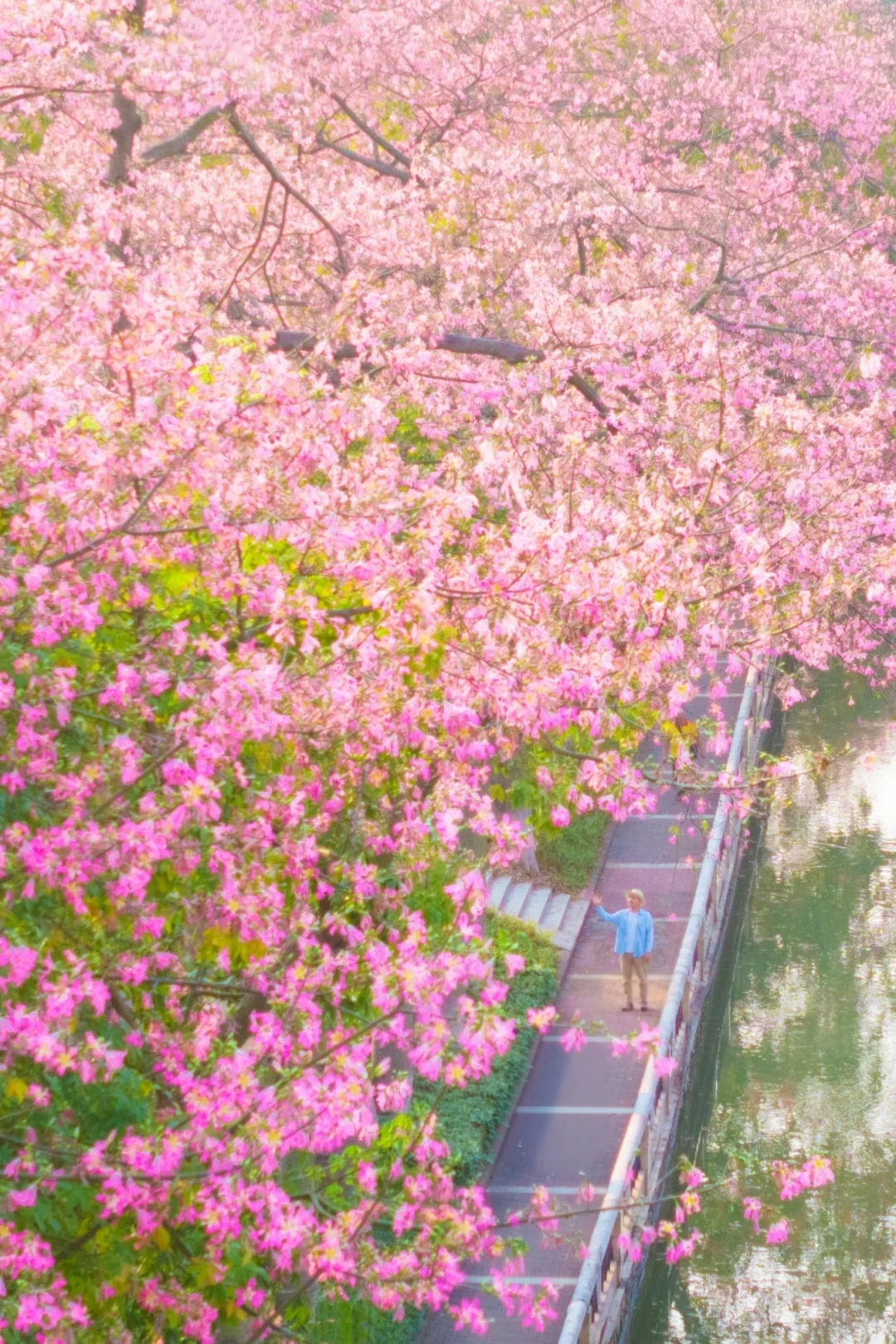 这个周末游广州‼️别错过这5️⃣个赏花地