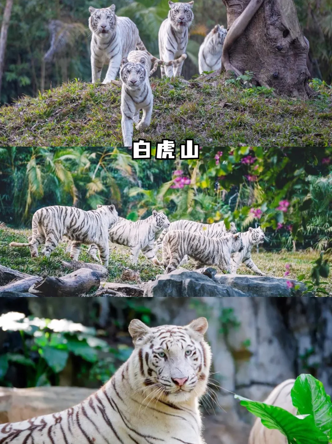 广州长隆最新攻略🔥附避坑秘籍