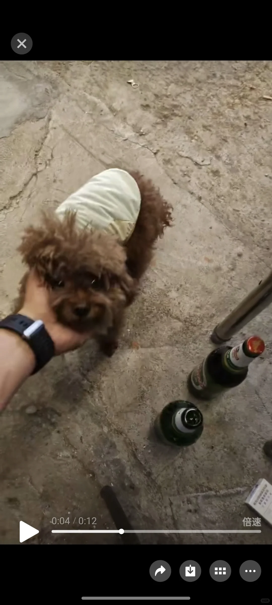 东莞南城附近谁家泰迪狗丢了？