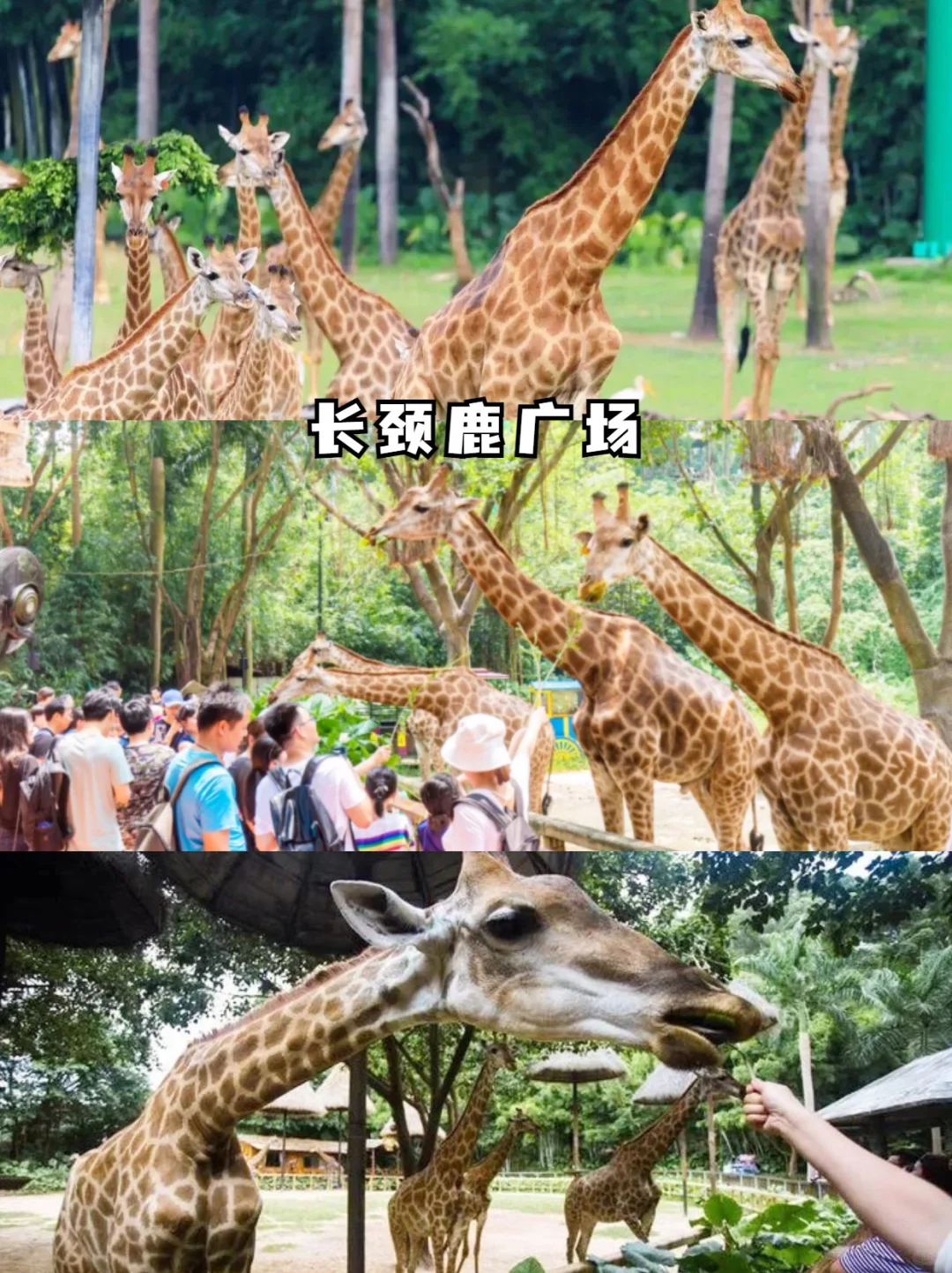 广州长隆最新攻略🔥附避坑秘籍