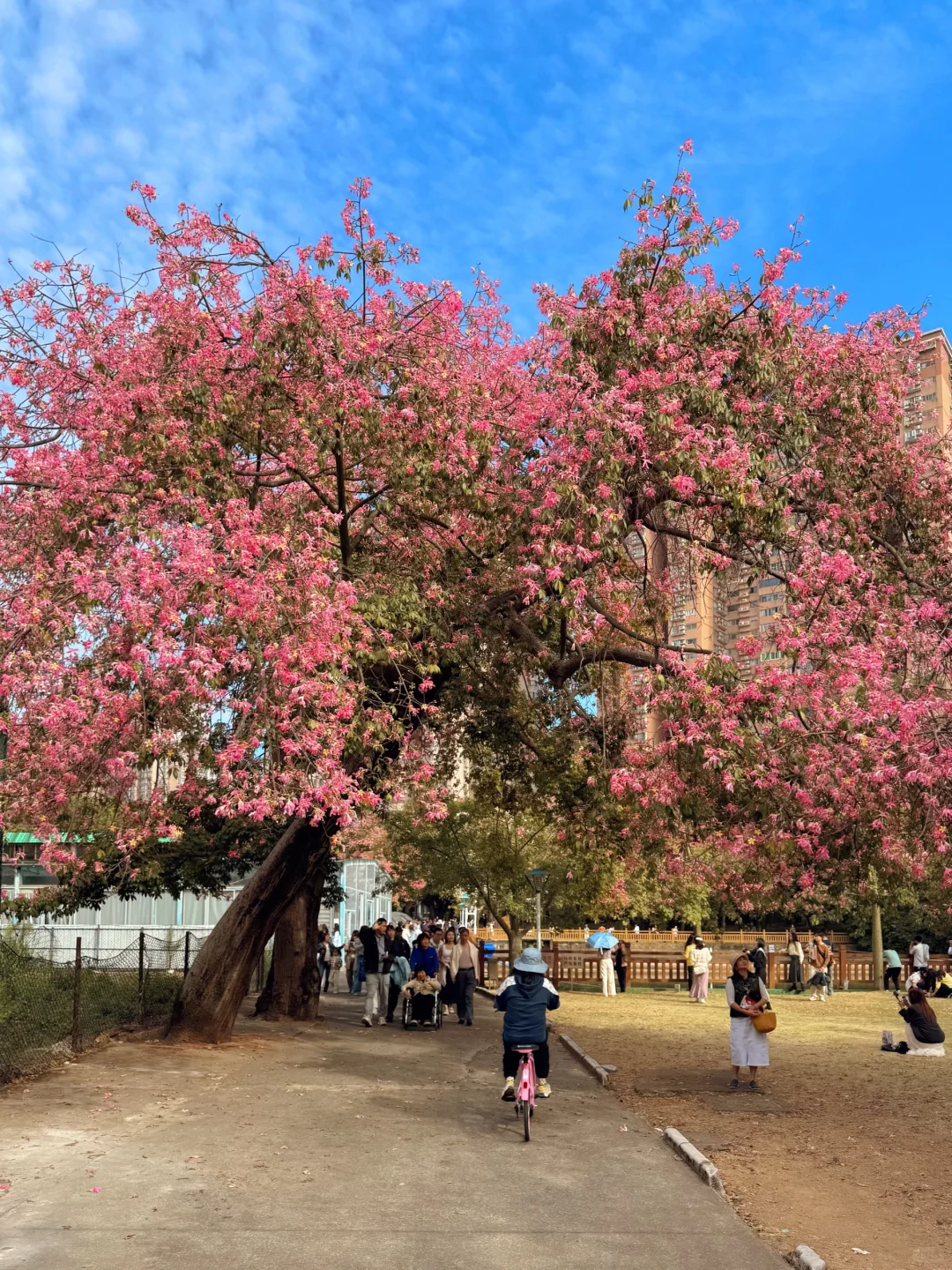 实况live🌸广州秋冬开满异木棉的校园好浪漫
