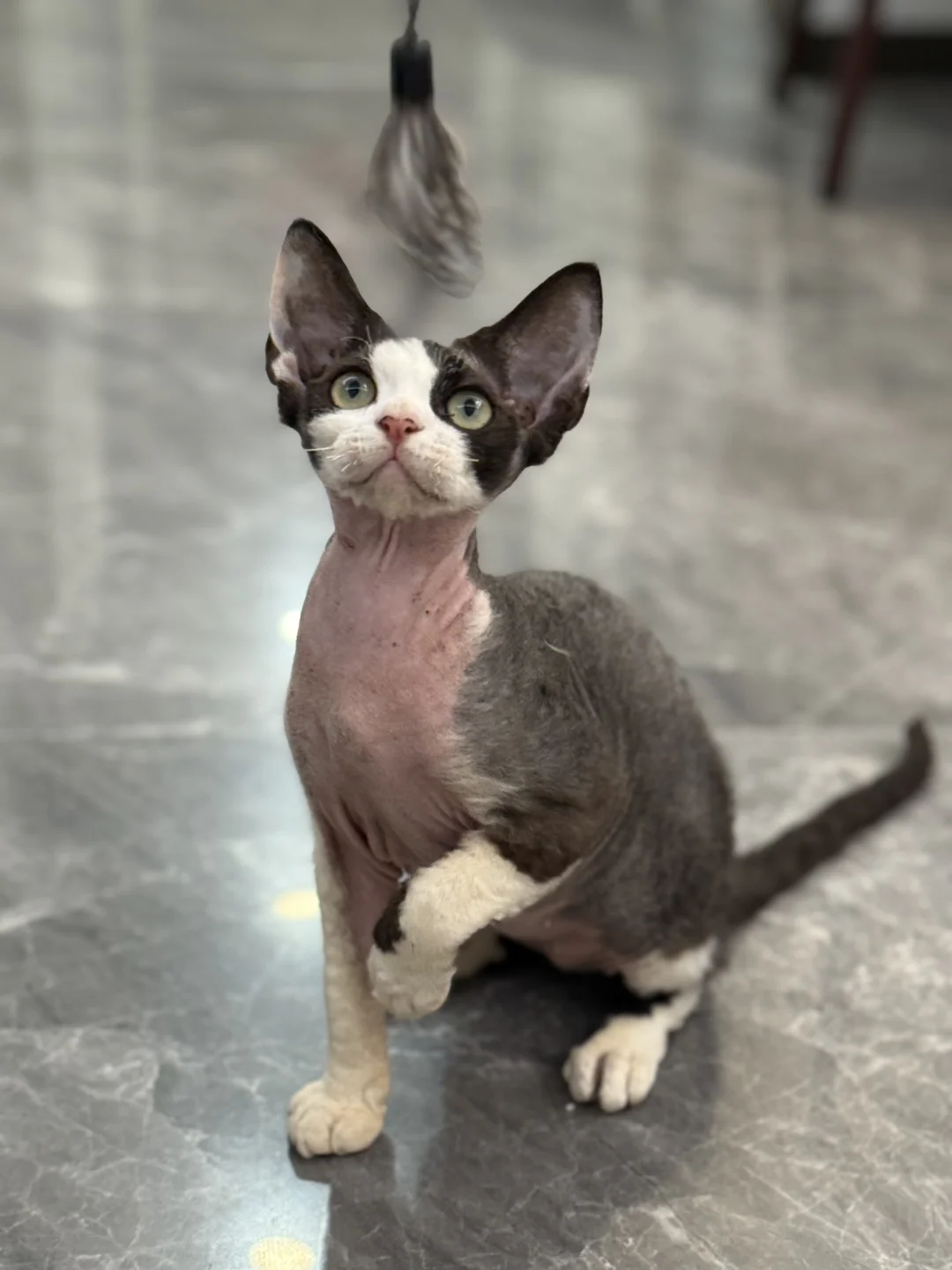 广州黄绿眼黑白开脸德文弟弟找新家拉！