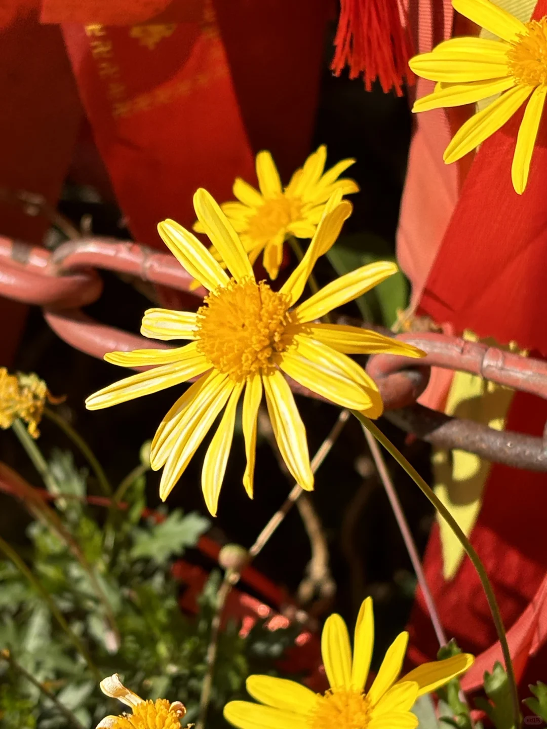 总要来一趟观音山见见观音菩萨吧🥰🥰