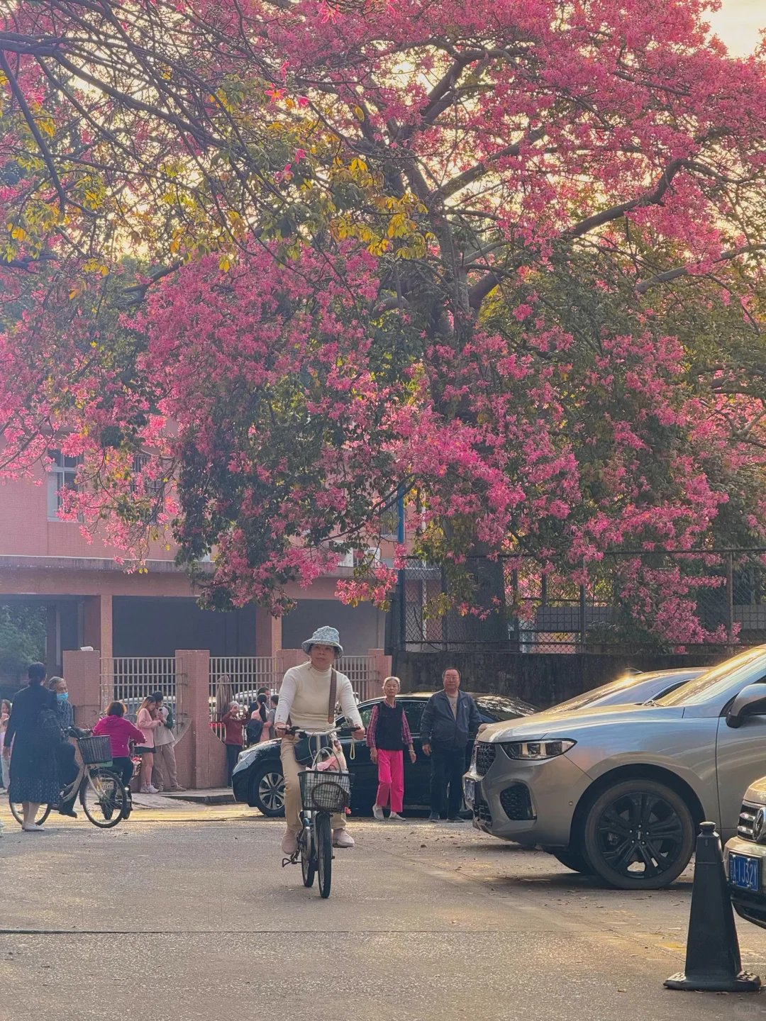 实况live🌸广州秋冬开满异木棉的校园好浪漫