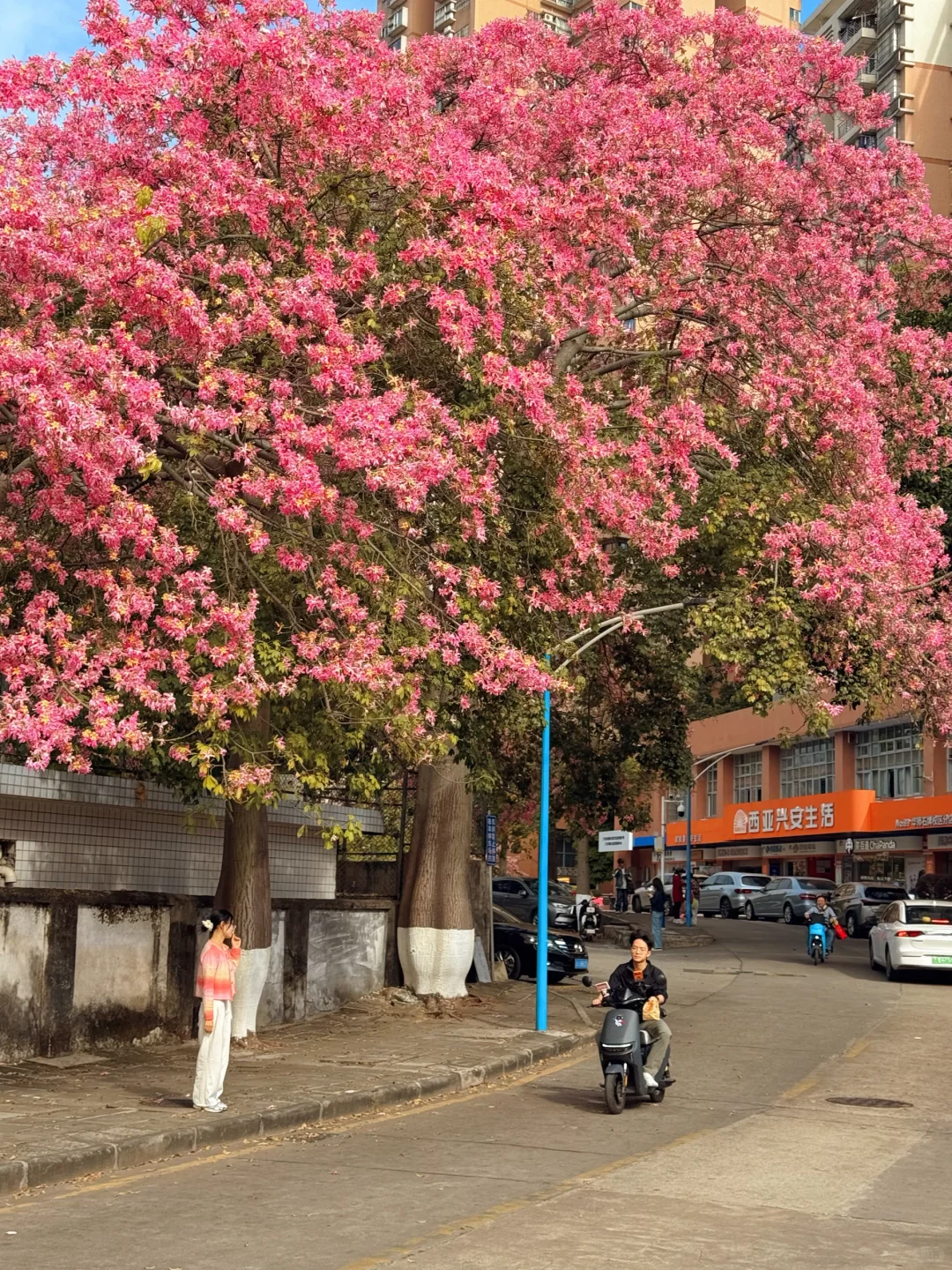 实况live🌸广州秋冬开满异木棉的校园好浪漫