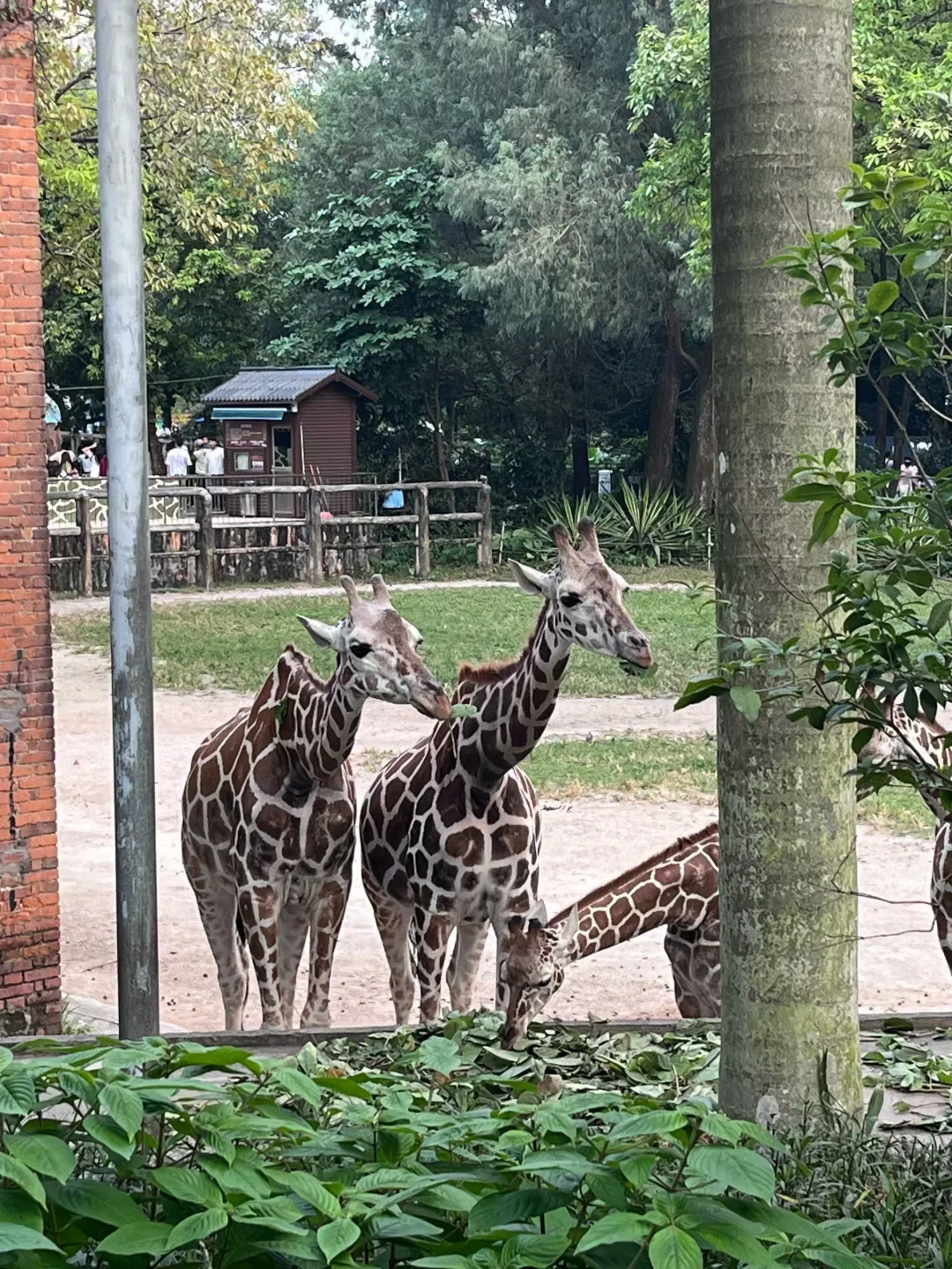别再瞎逛广州动物园了！这份攻略超实用✅