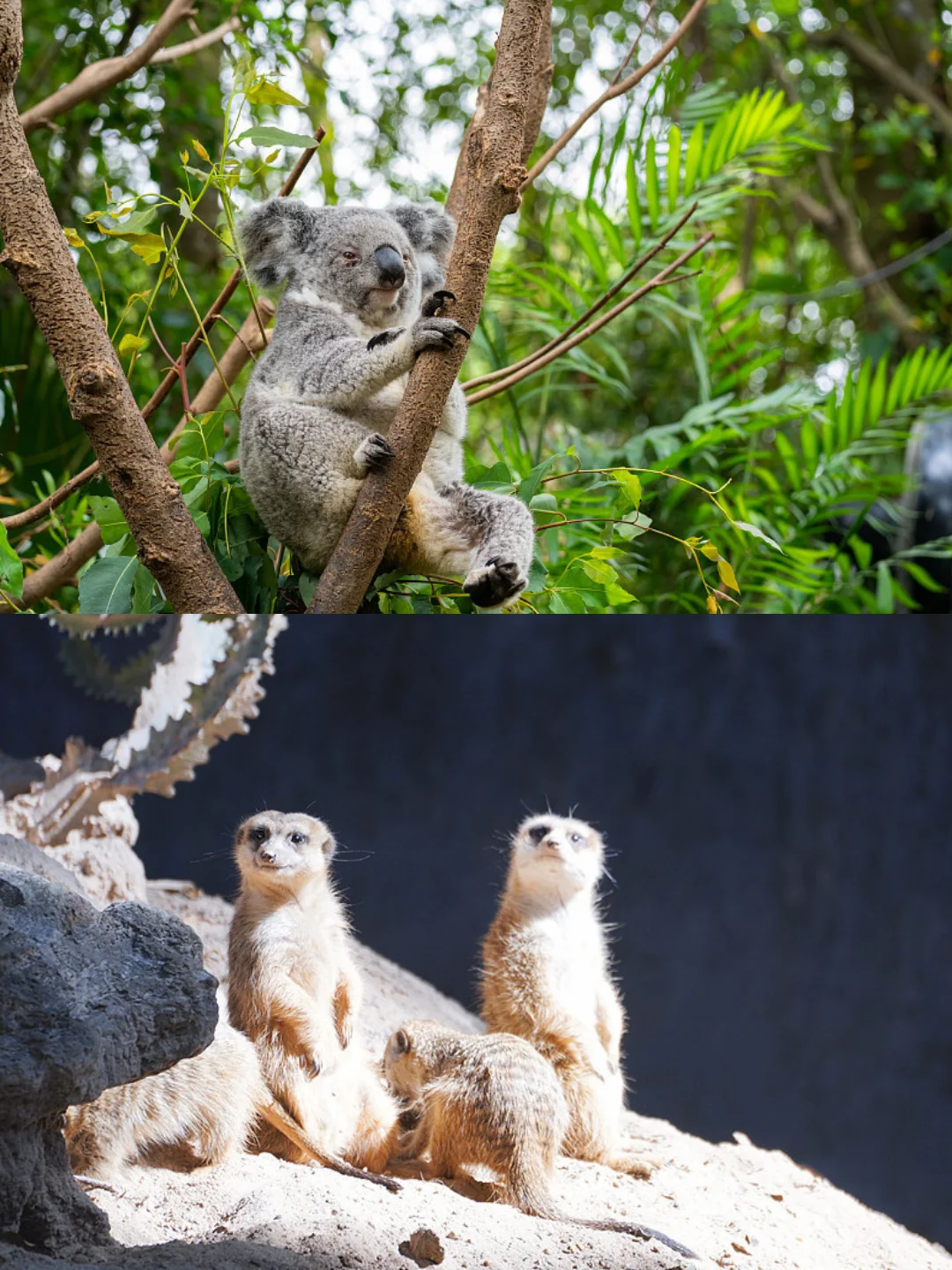 刚发布的广州长隆通知❗️幸好出发前看到😭