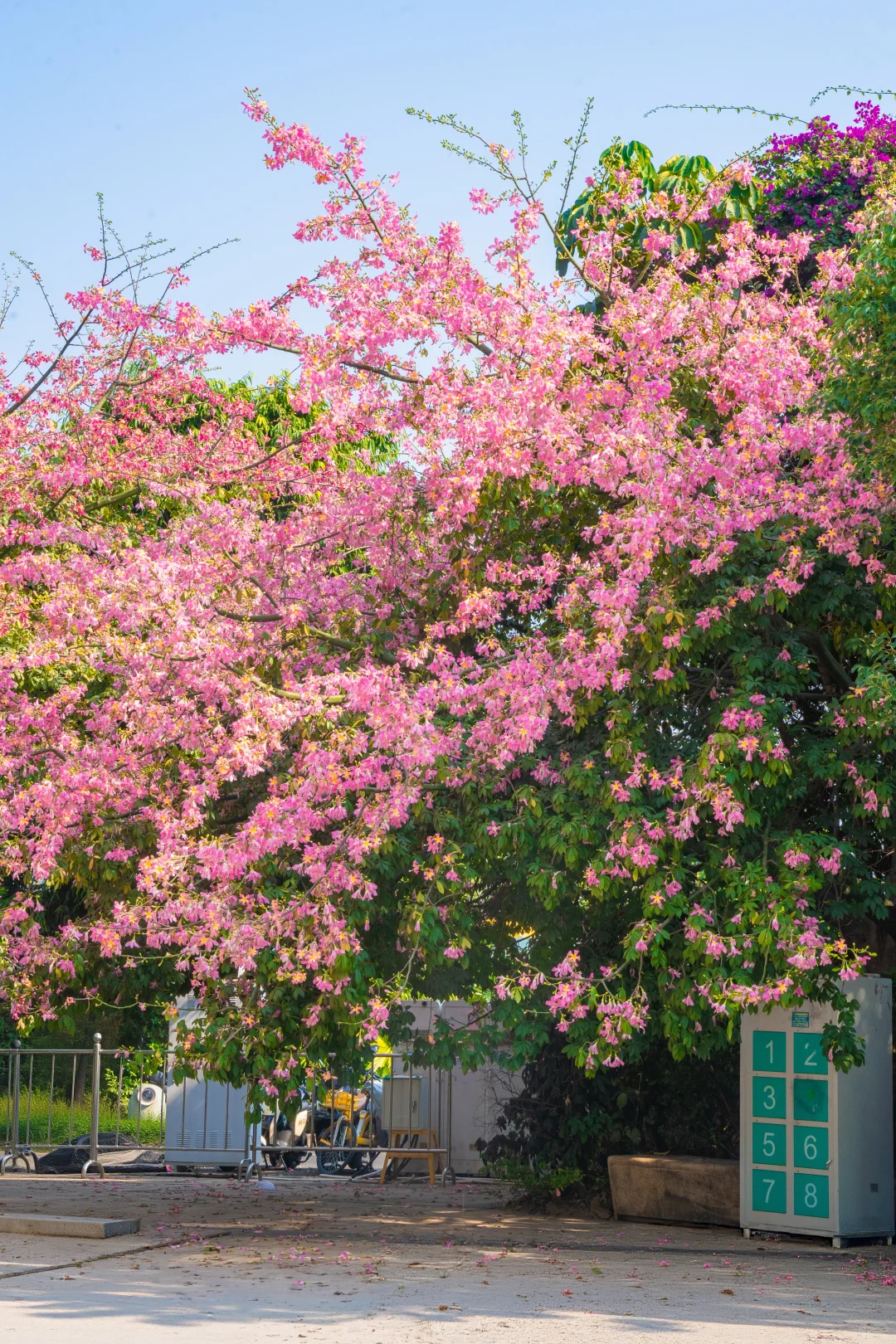 这个周末游广州‼️别错过这5️⃣个赏花地