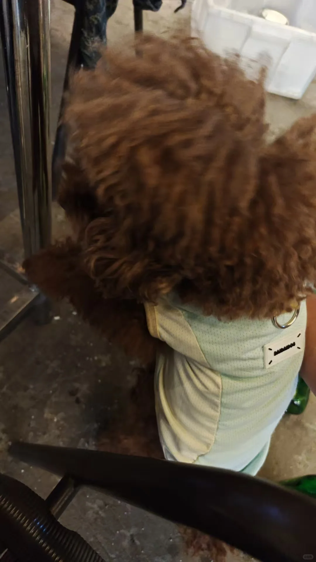 东莞南城附近谁家泰迪狗丢了？