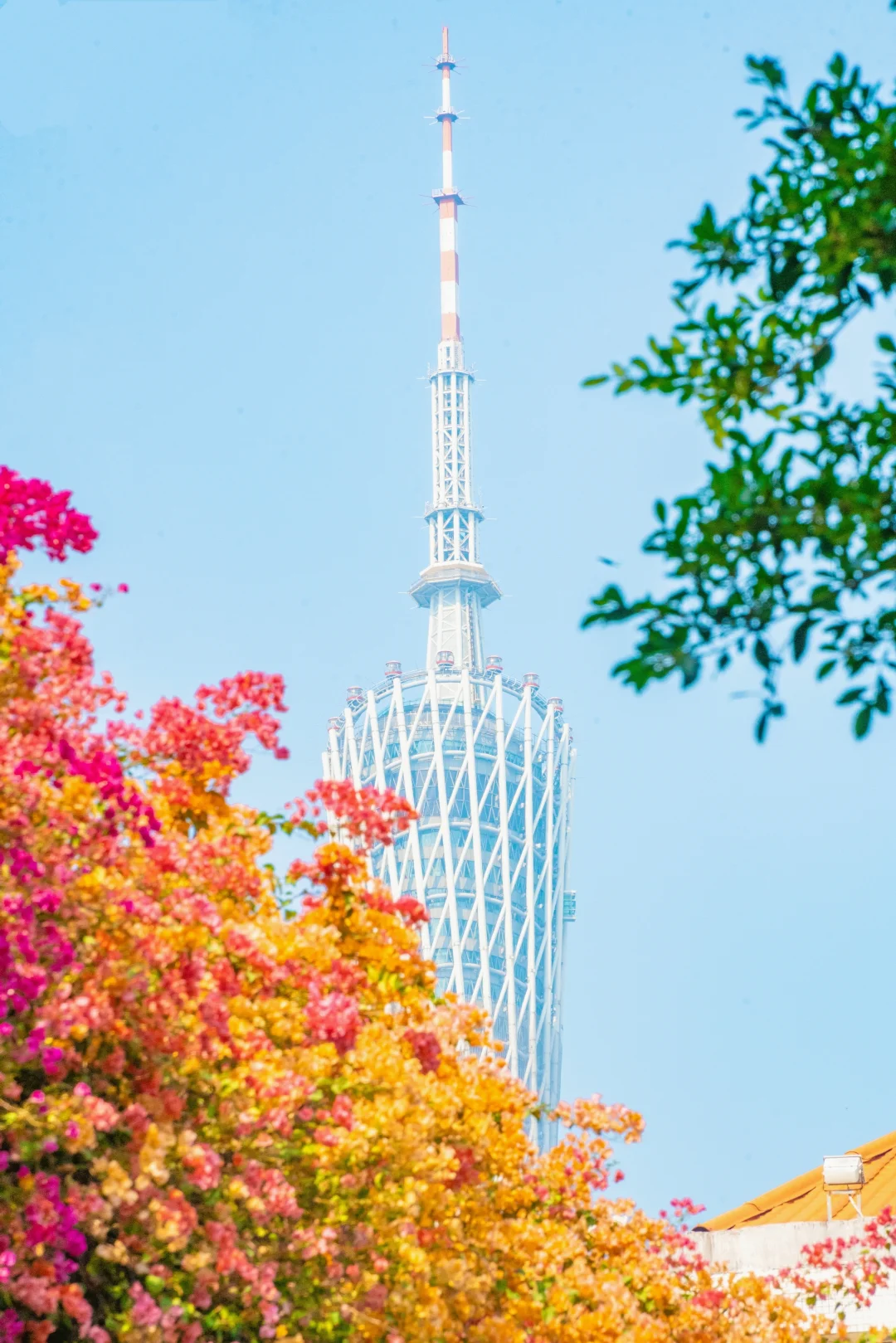 这个周末游广州‼️别错过这5️⃣个赏花地