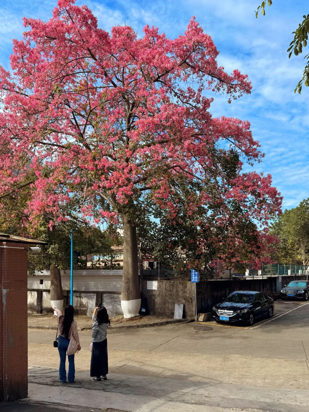 实况live🌸广州秋冬开满异木棉的校园好浪漫