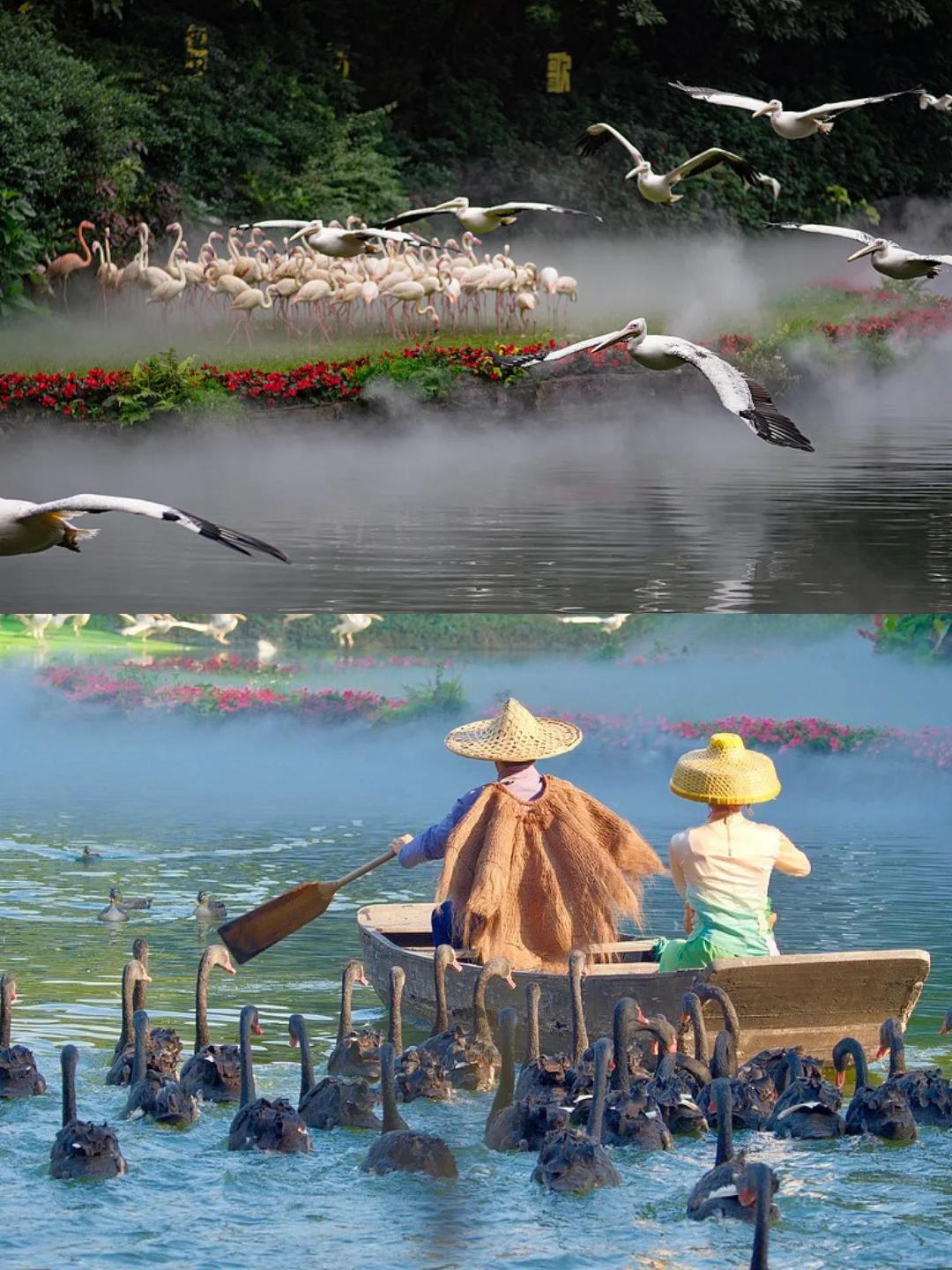 刚发布的广州长隆通知❗️幸好出发前看到😭