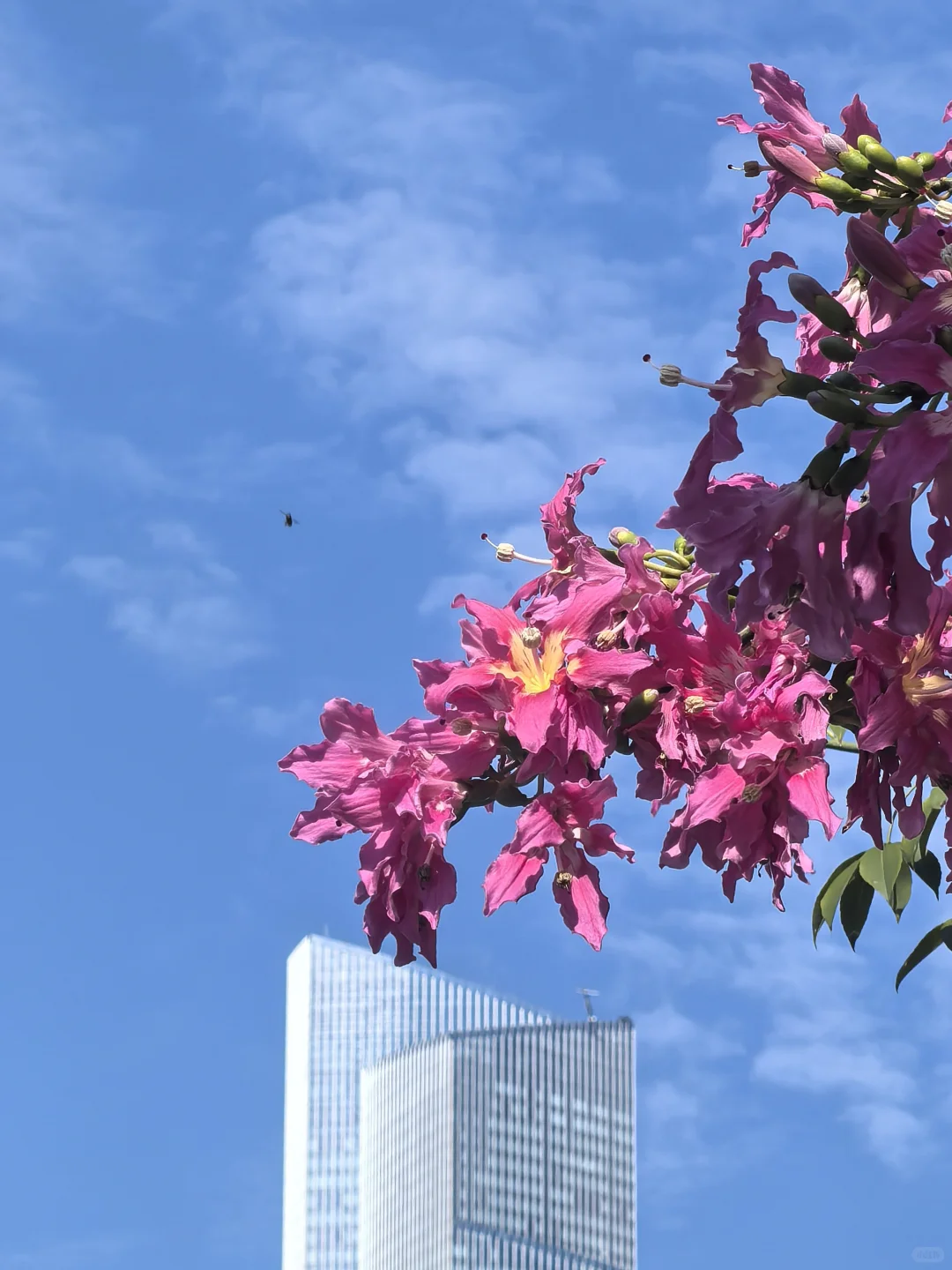 广州塔下的网红树🌸