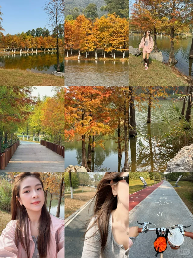 东莞也有属于自己的一片落羽杉🍁