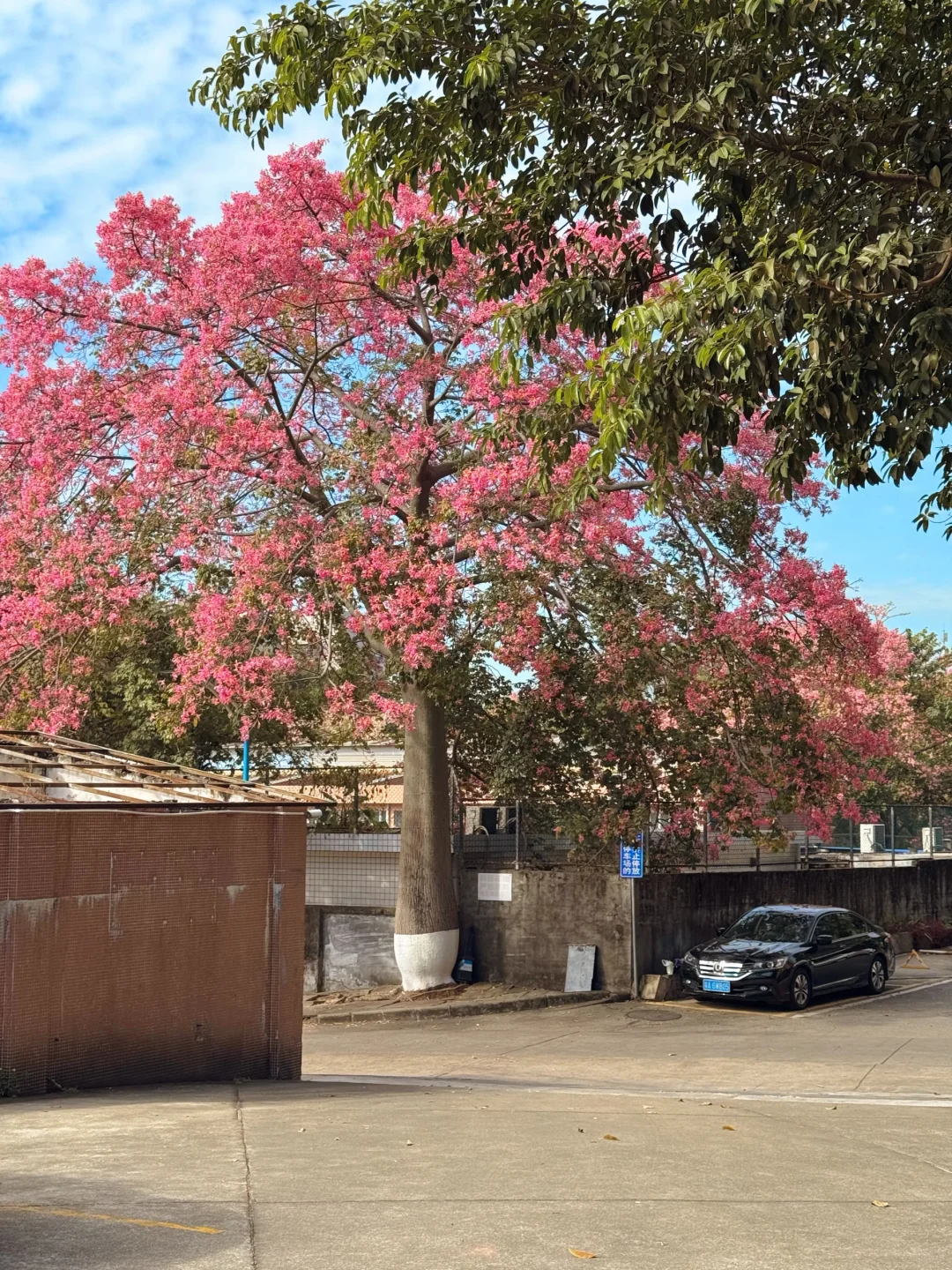实况live🌸广州秋冬开满异木棉的校园好浪漫