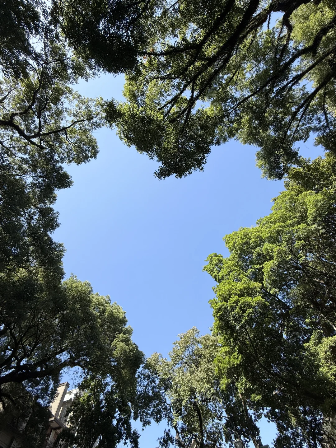 沙面｜久违的广州citywalk