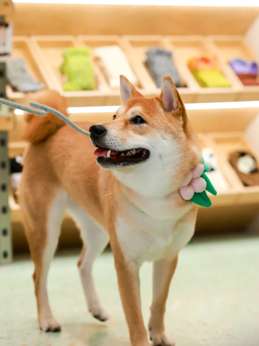 从深圳表情屋🧦空投了一波热乎的“开业图”