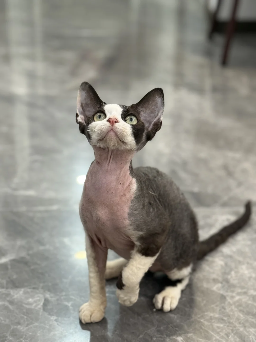 广州黄绿眼黑白开脸德文弟弟找新家拉！