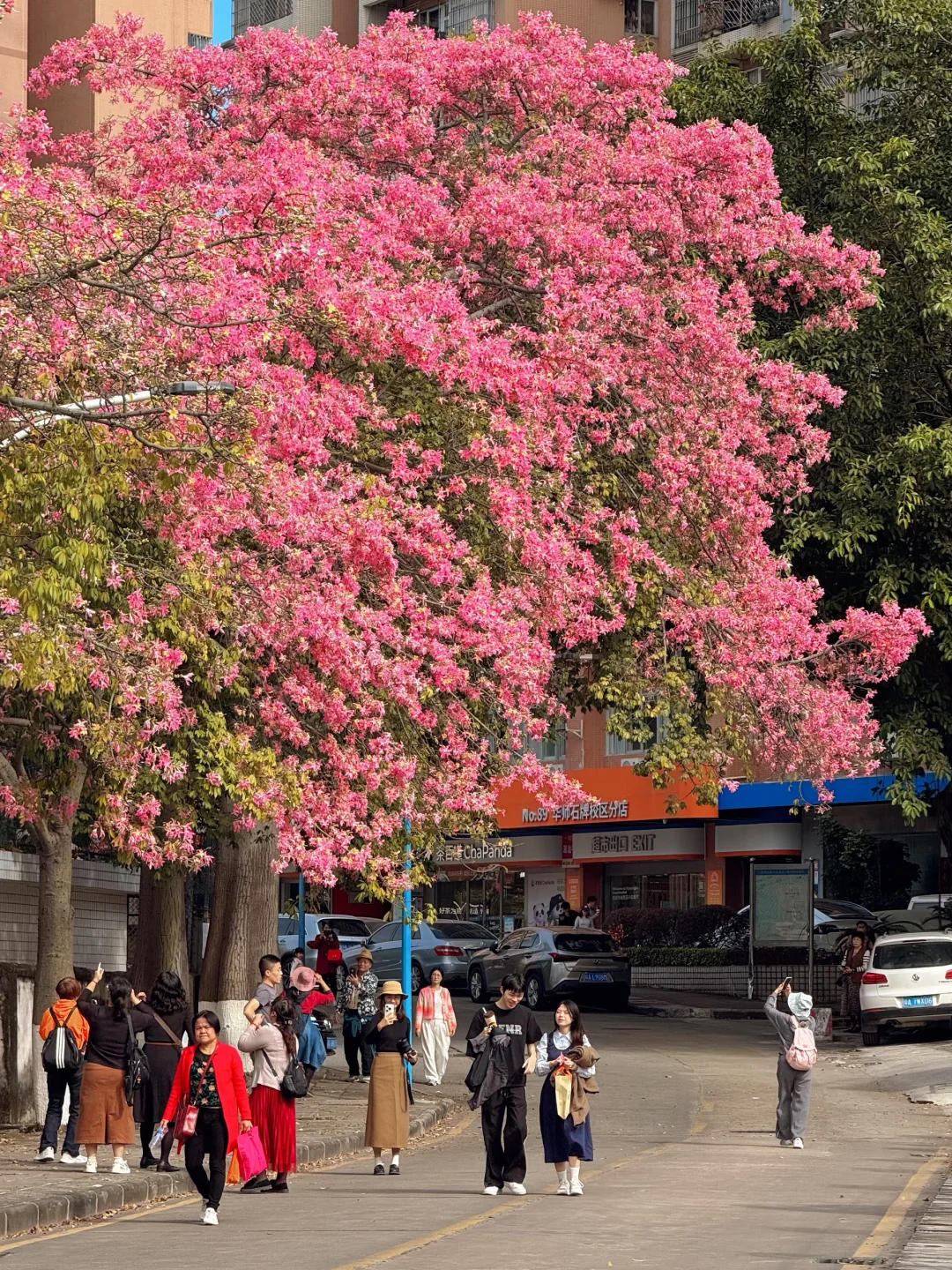 实况live🌸广州秋冬开满异木棉的校园好浪漫